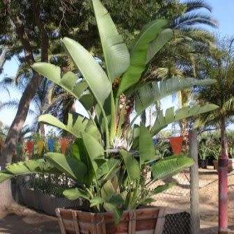 Trees Strelitzia nicolai Seeds Giant Bird of Paradise